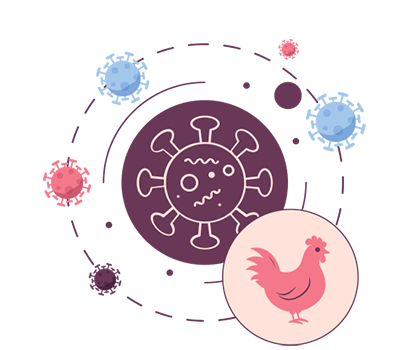 Bird Flu